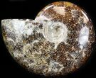 Cleoniceras Ammonite Fossil - Madagascar #41656-1